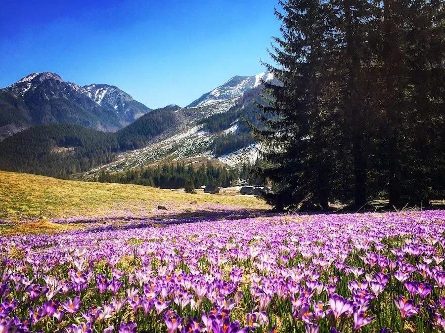 Zakopane + Morskie Oko + Termy Chochołowskie — 2 dni