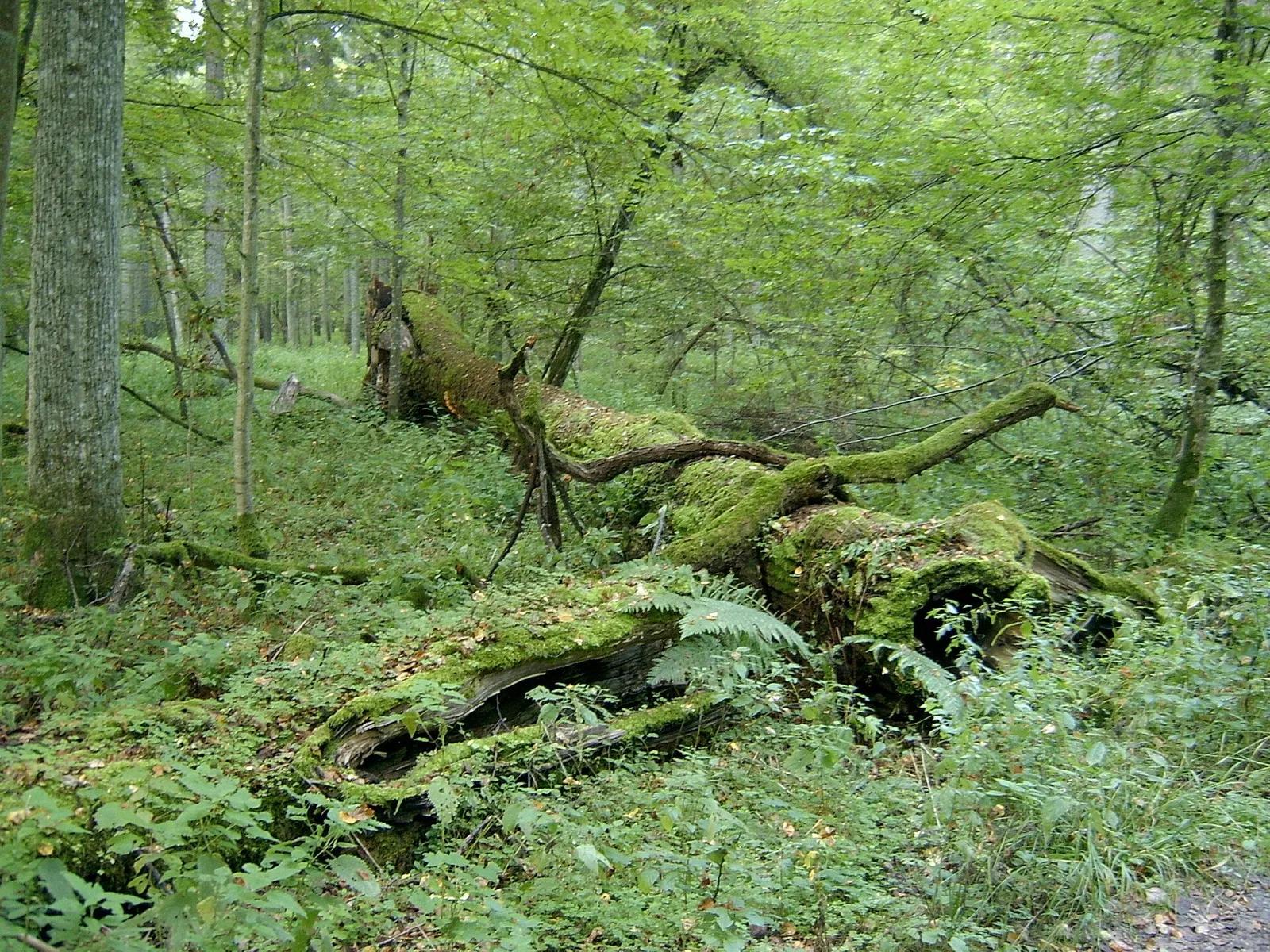 Białowieski Park Narodowy